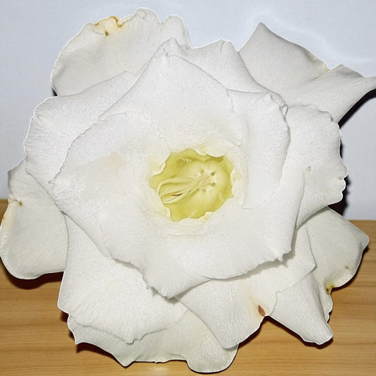 Adenium R145