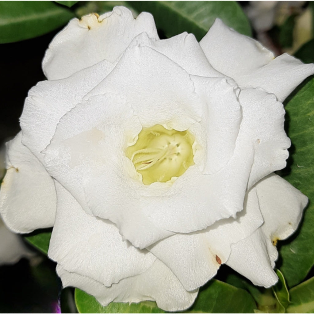 Adenium R145