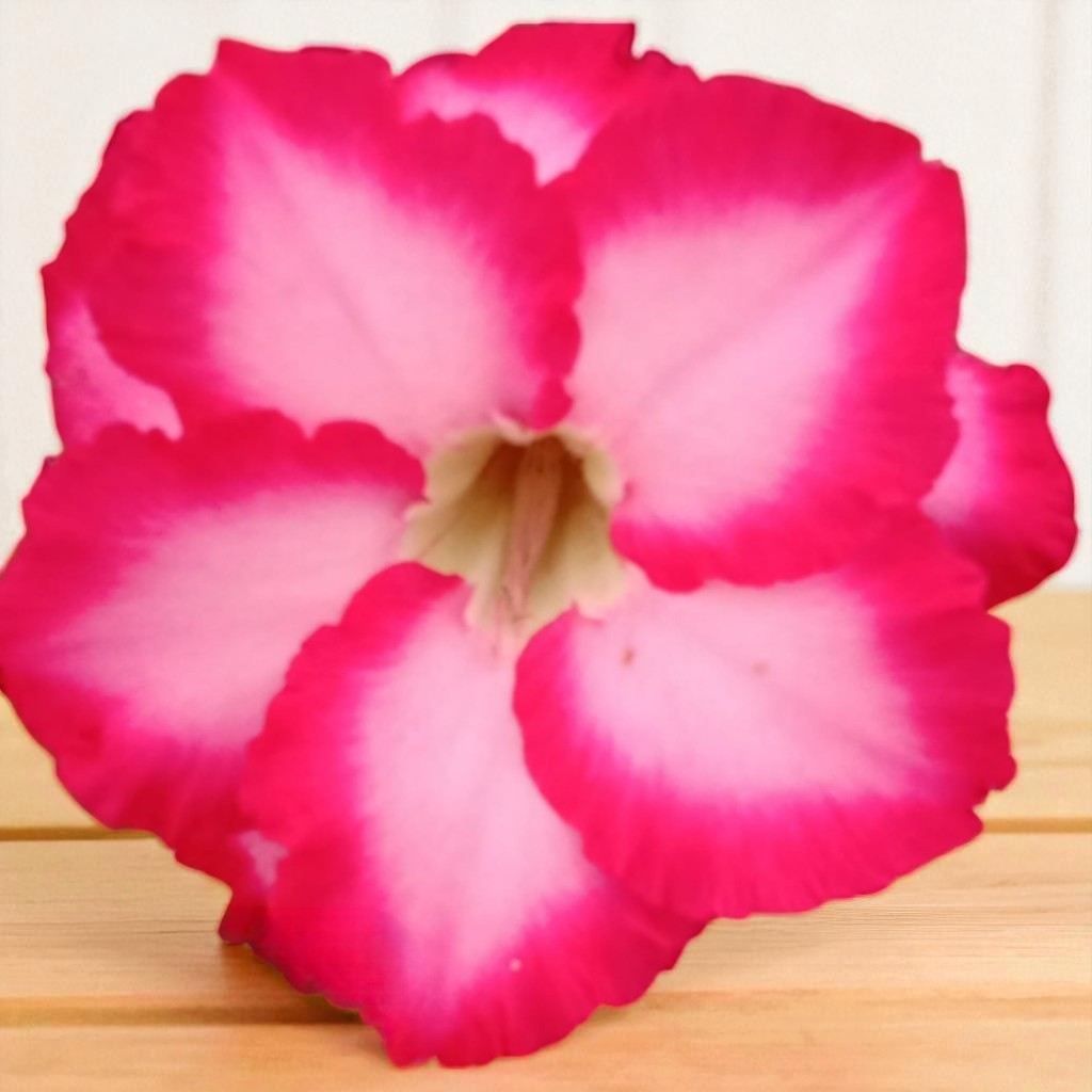 Adenium R147