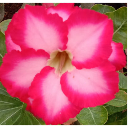 Adenium R147