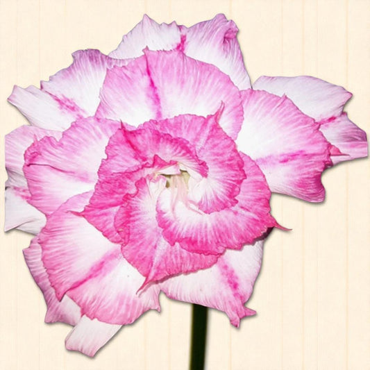 Adenium R148