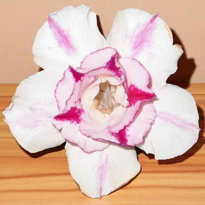 Adenium R149