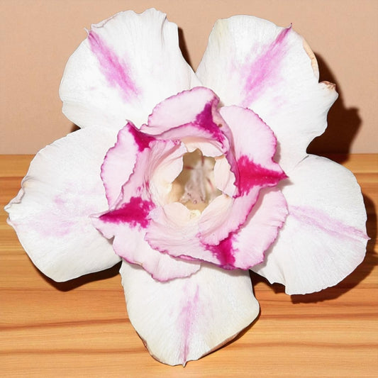Adenium R149