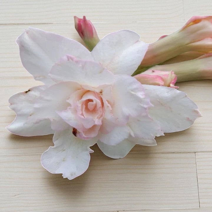 Adenium R15