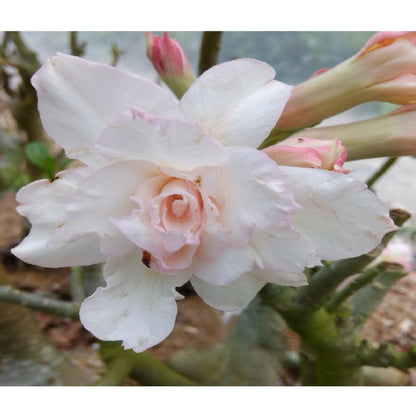 Adenium R15