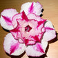 Adenium R151