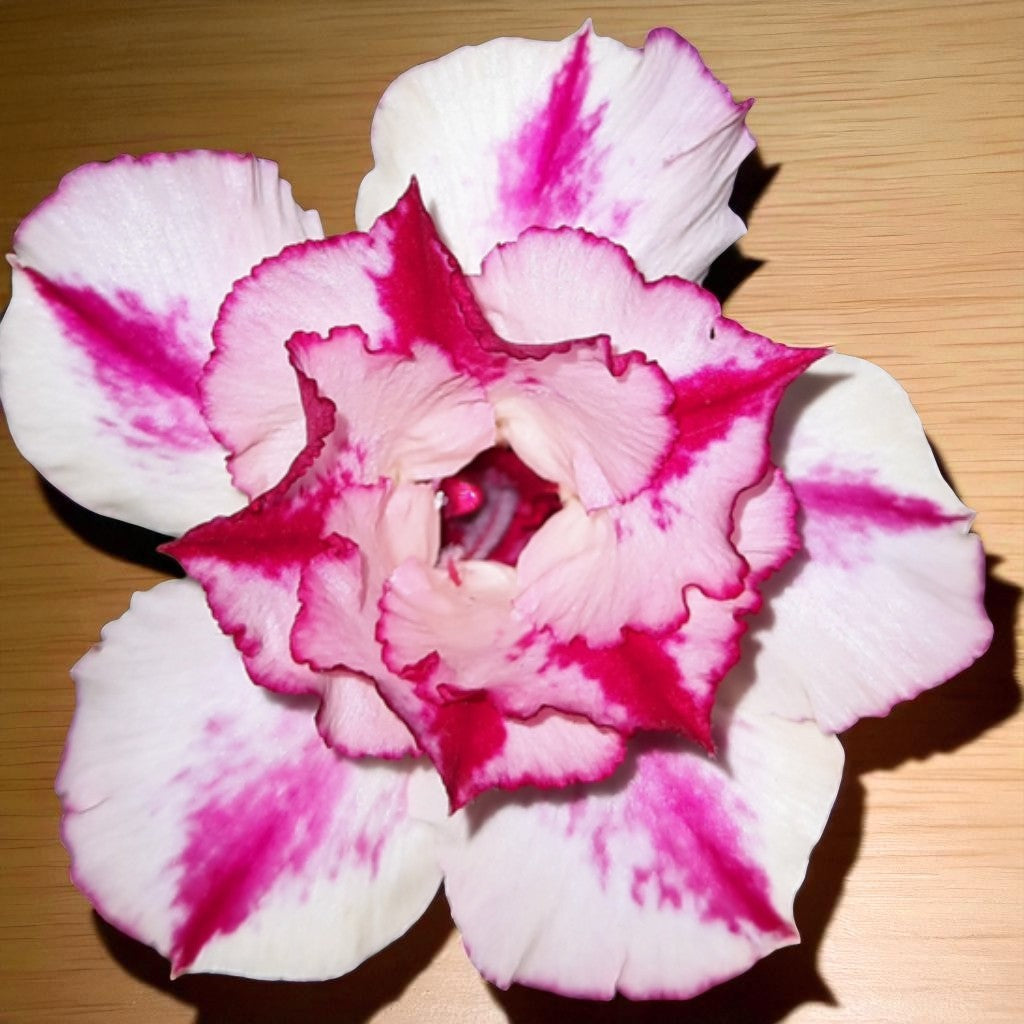 Adenium R151