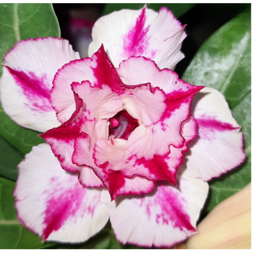 Adenium R151