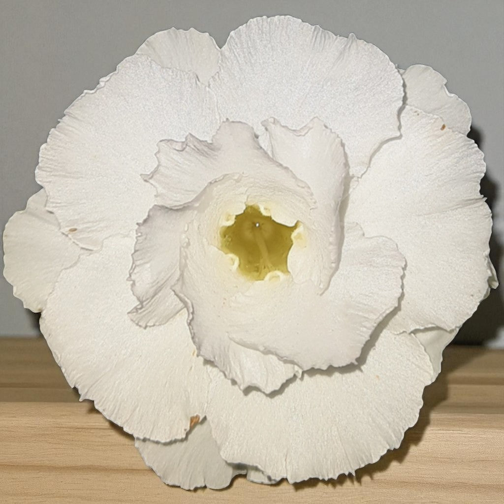 Adenium R152