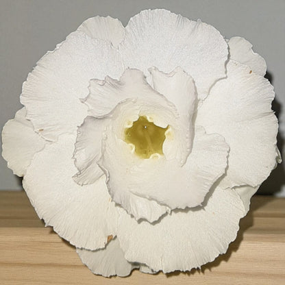 Adenium R152