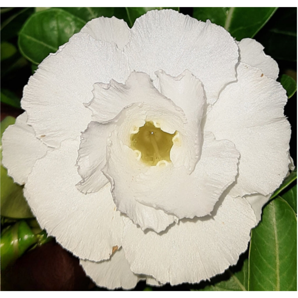Adenium R152