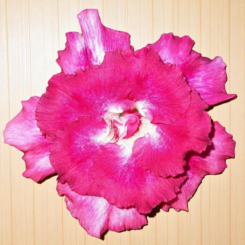 Adenium R154