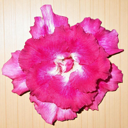Adenium R154