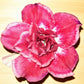 Adenium R155