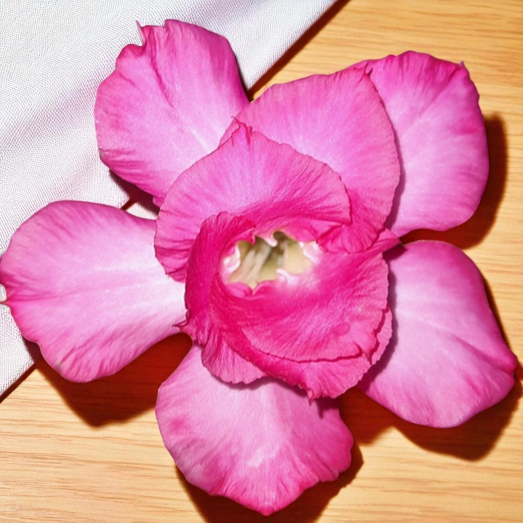 Adenium R156