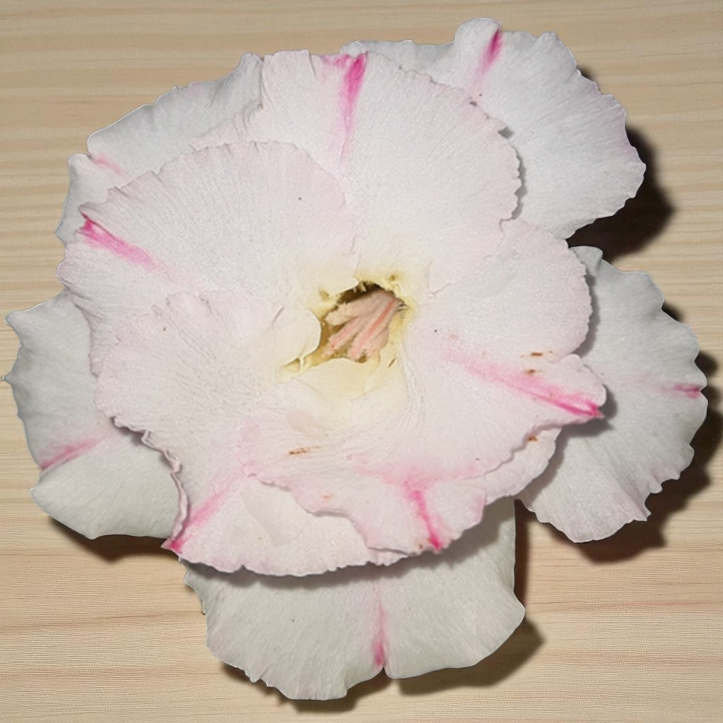 Adenium R157
