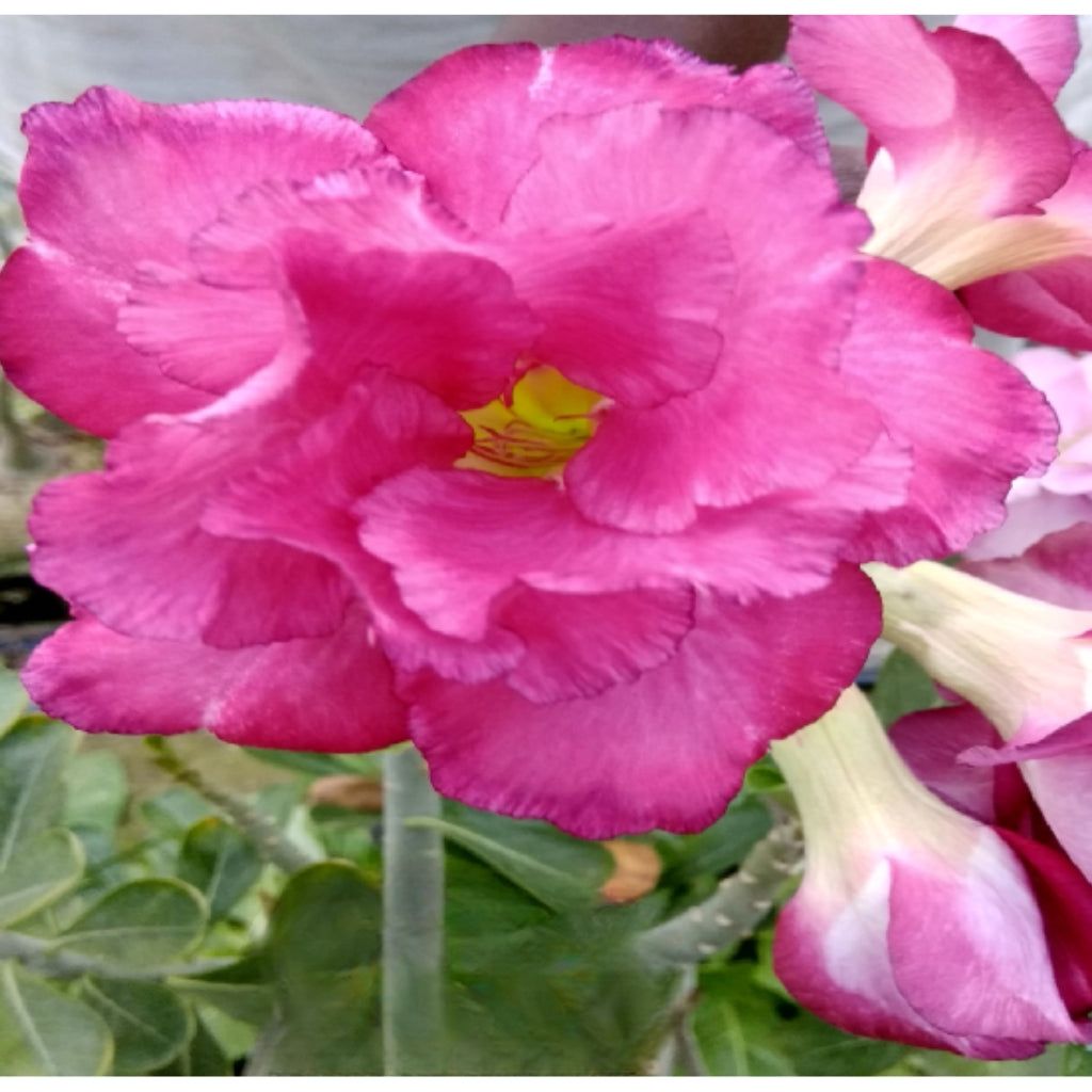 Adenium R158