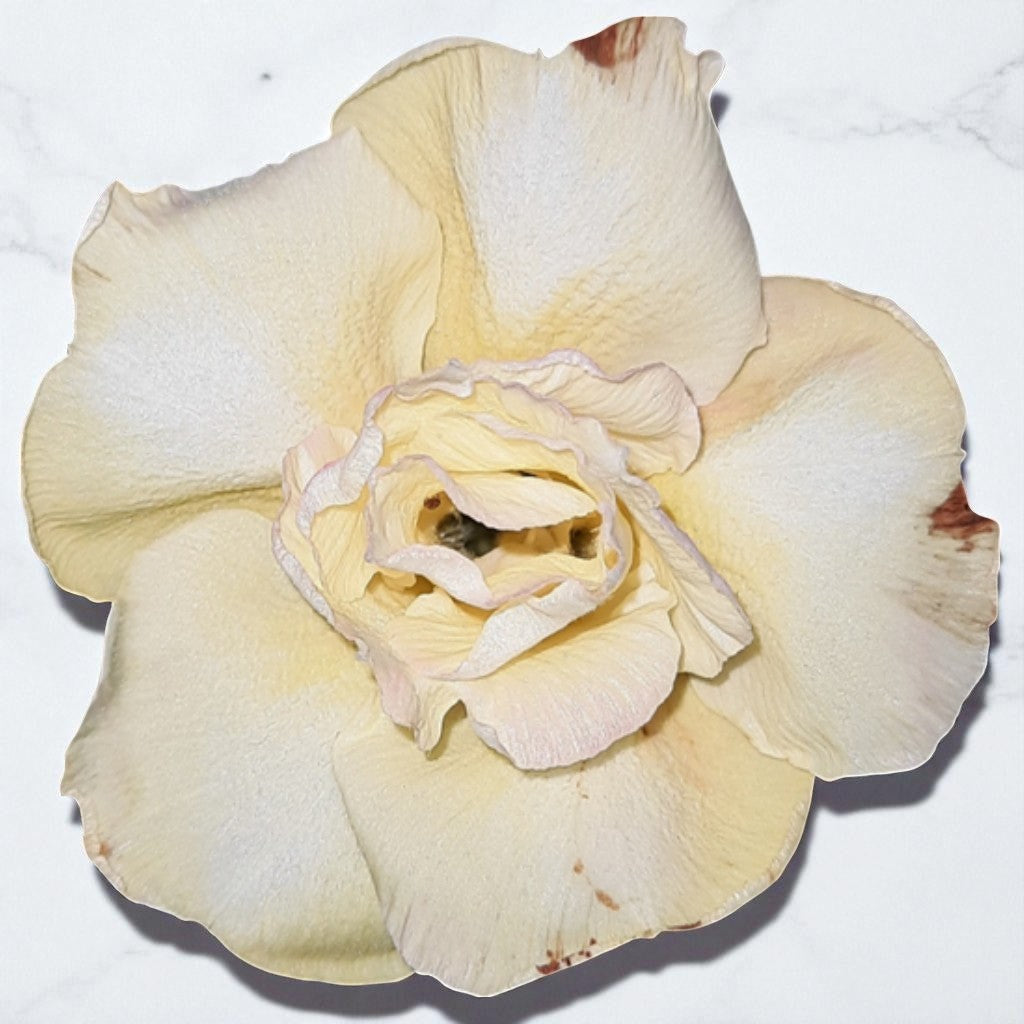 Adenium R159