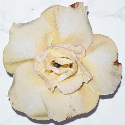 Adenium R159