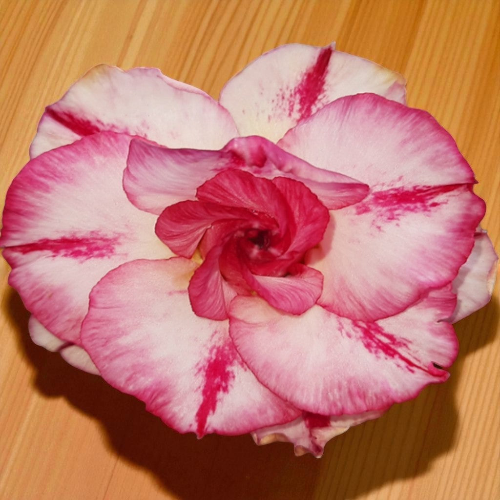 Adenium R16