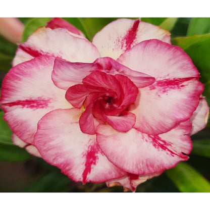 Adenium R16