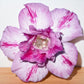 Adenium R161