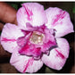 Adenium R161