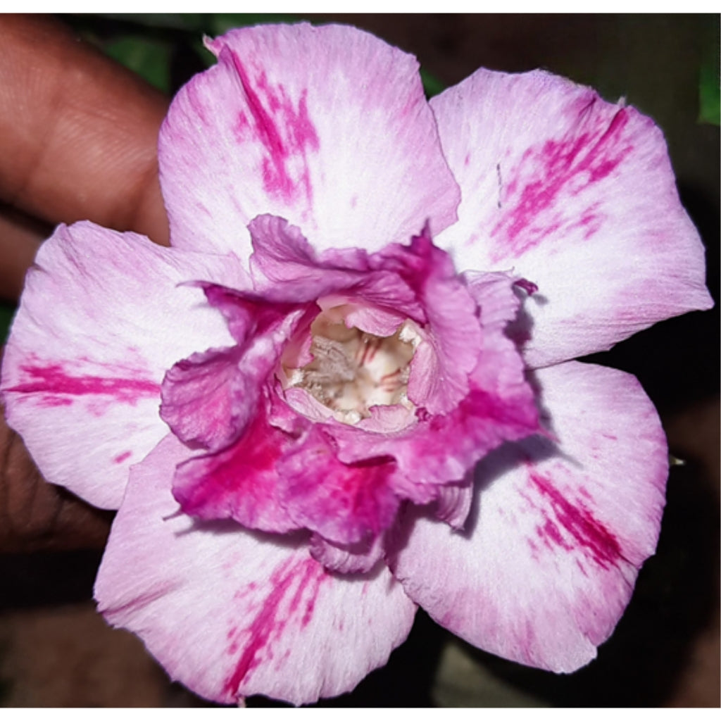 Adenium R161