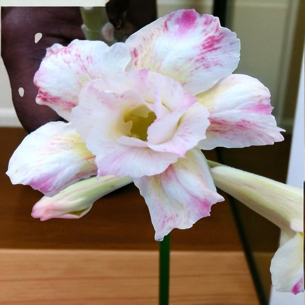 Adenium R162