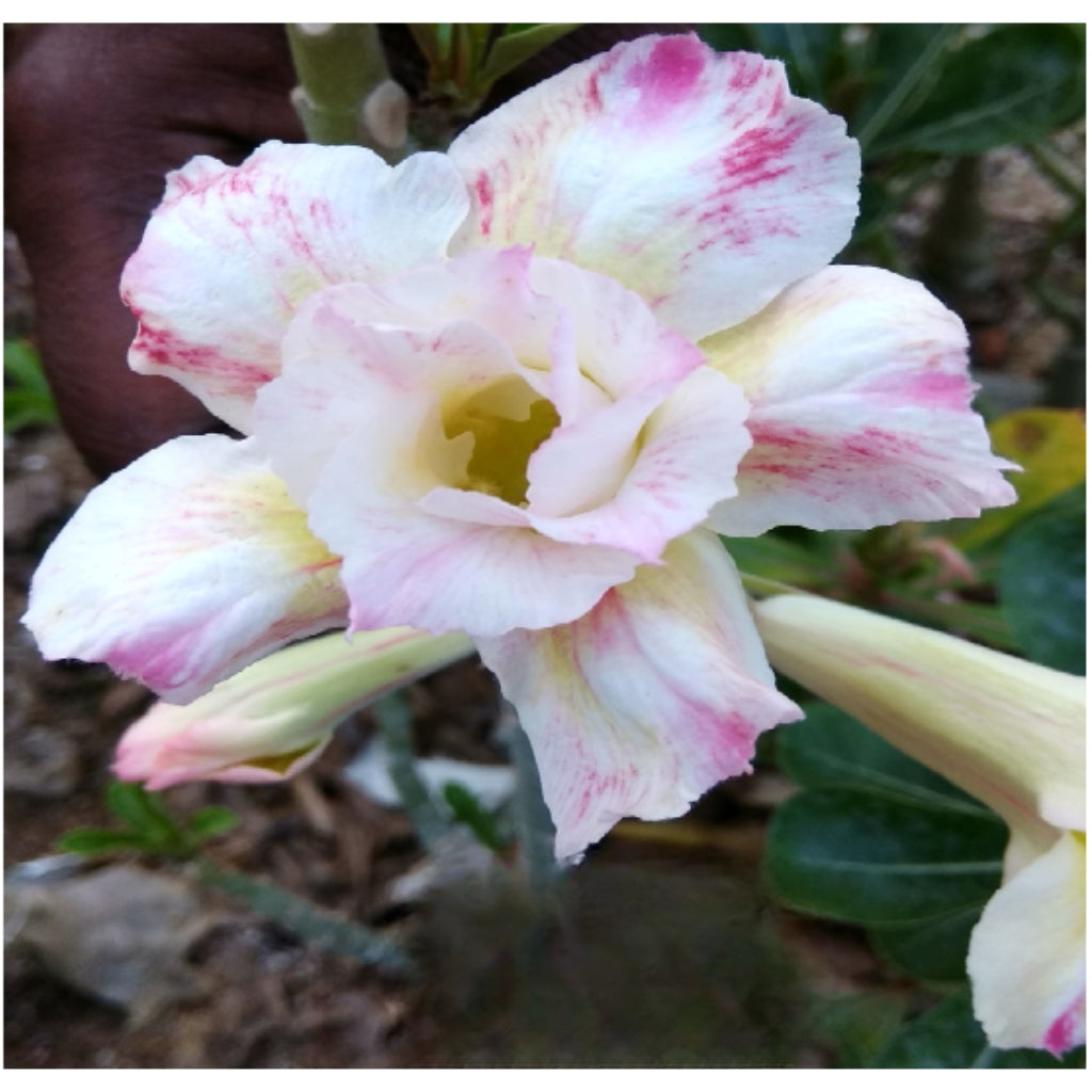 Adenium R162