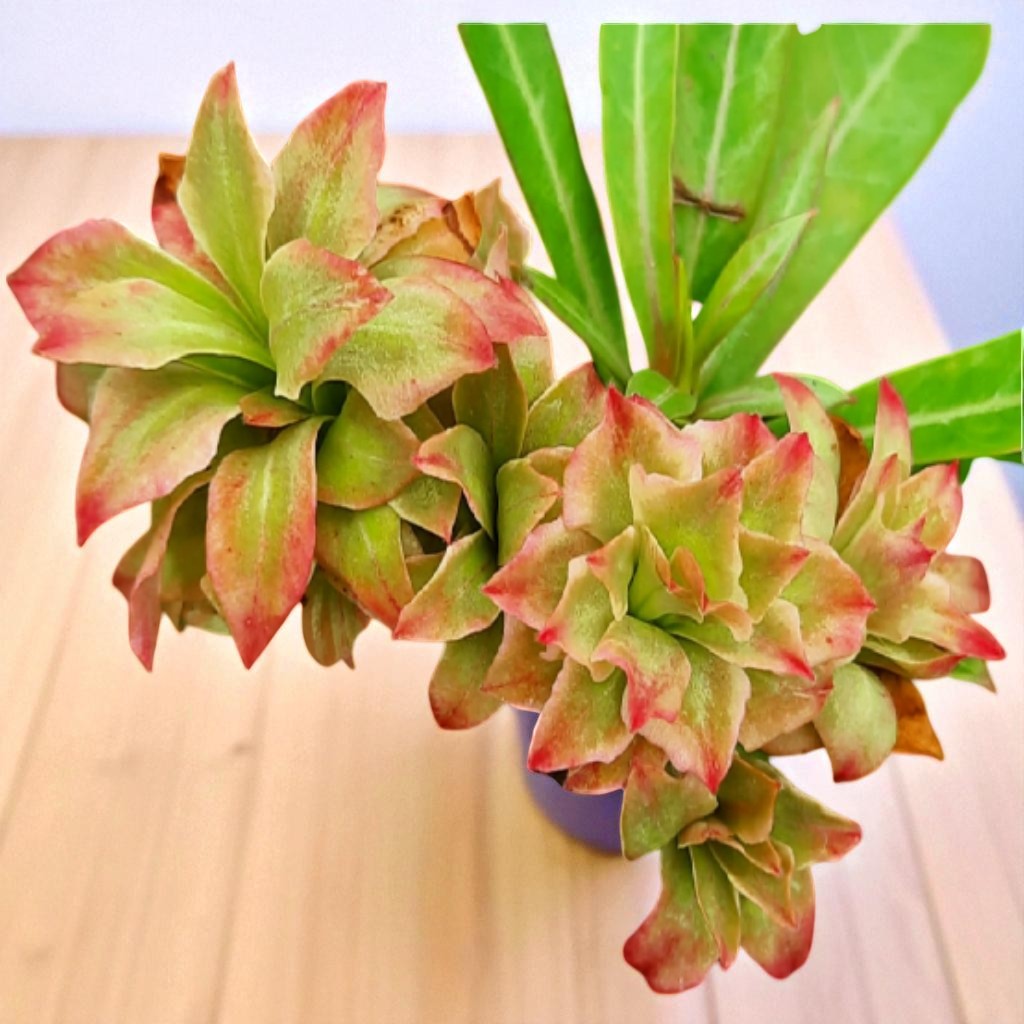 Adenium R163