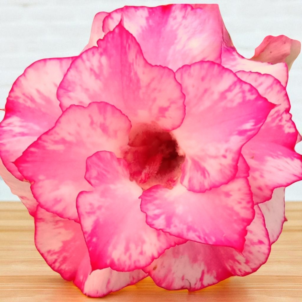 Adenium R164