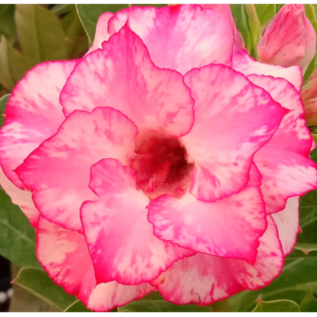 Adenium R164