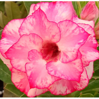 Adenium R164