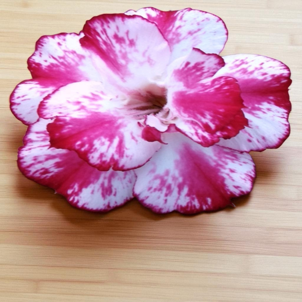 Adenium R167