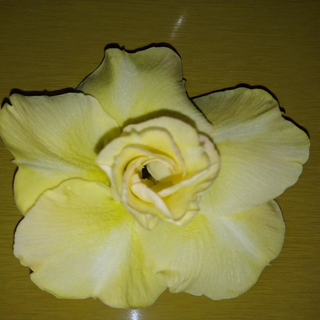 Adenium R168