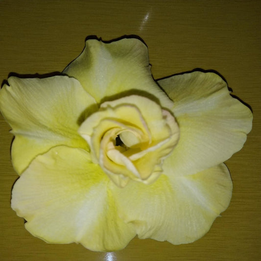Adenium R168