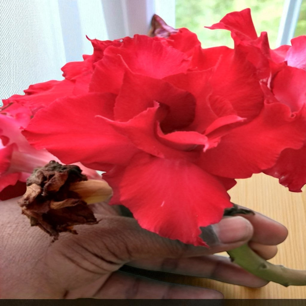 Adenium R17
