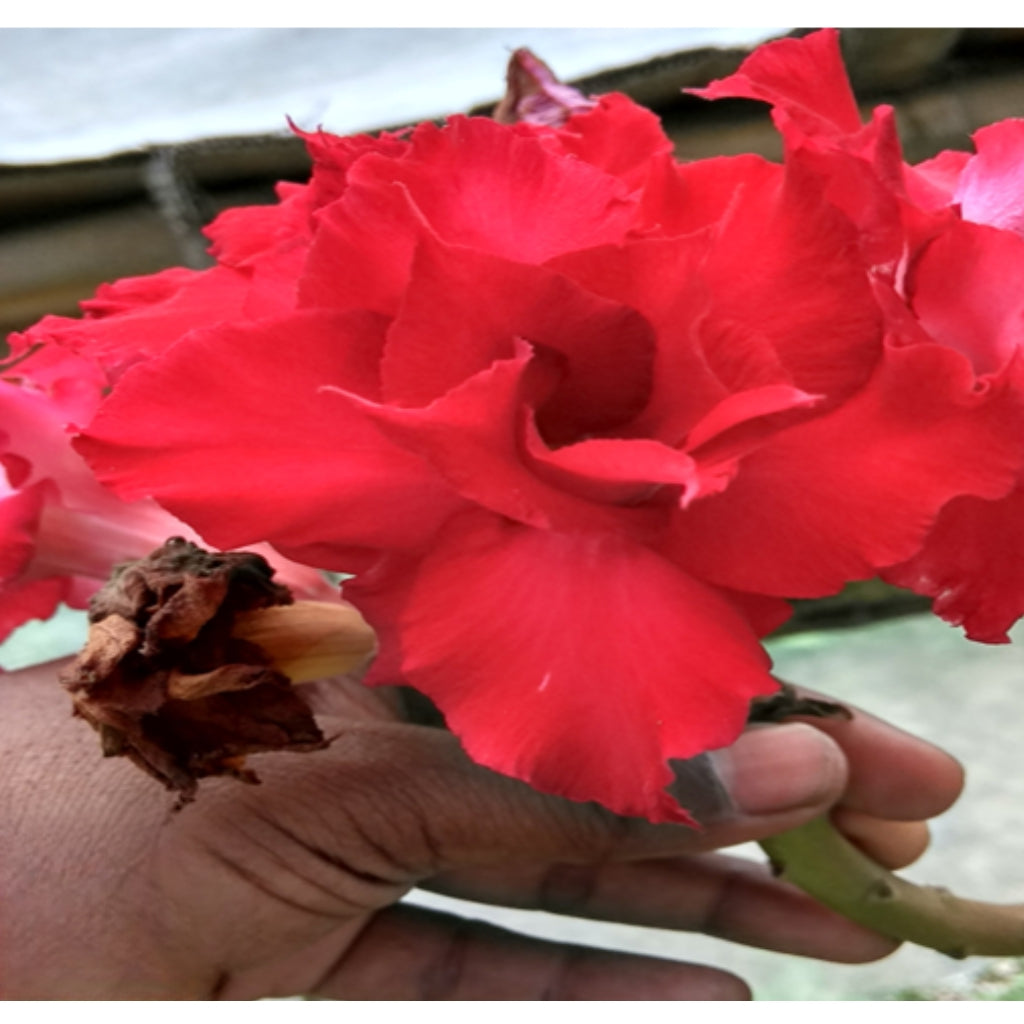 Adenium R17