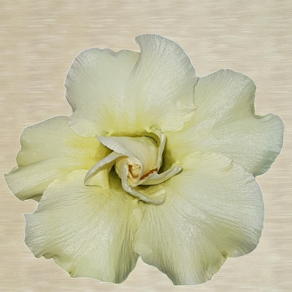 Adenium R172