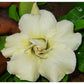 Adenium R172