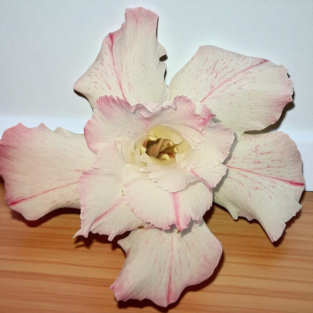 Adenium R173