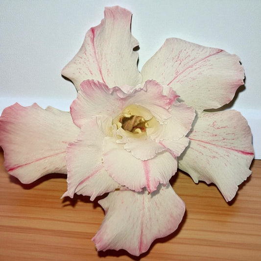 Adenium R173
