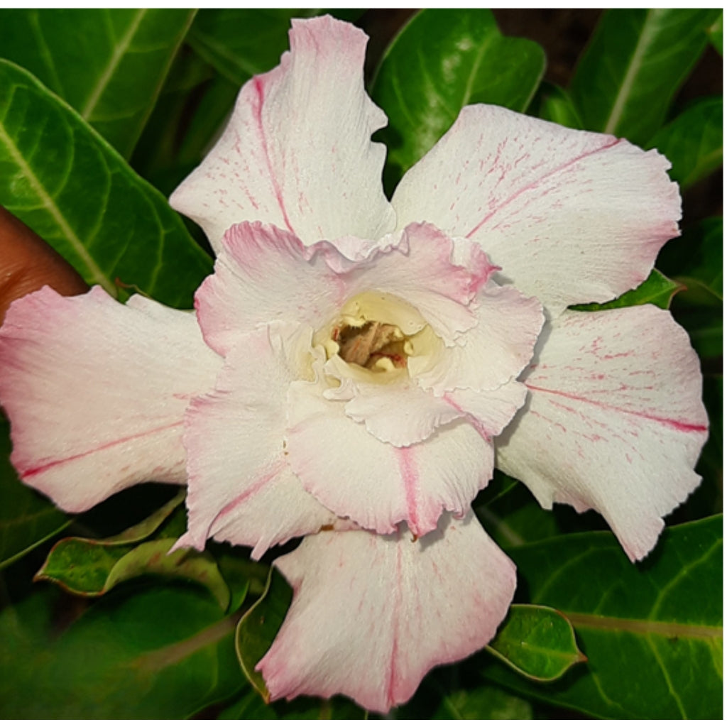 Adenium R173