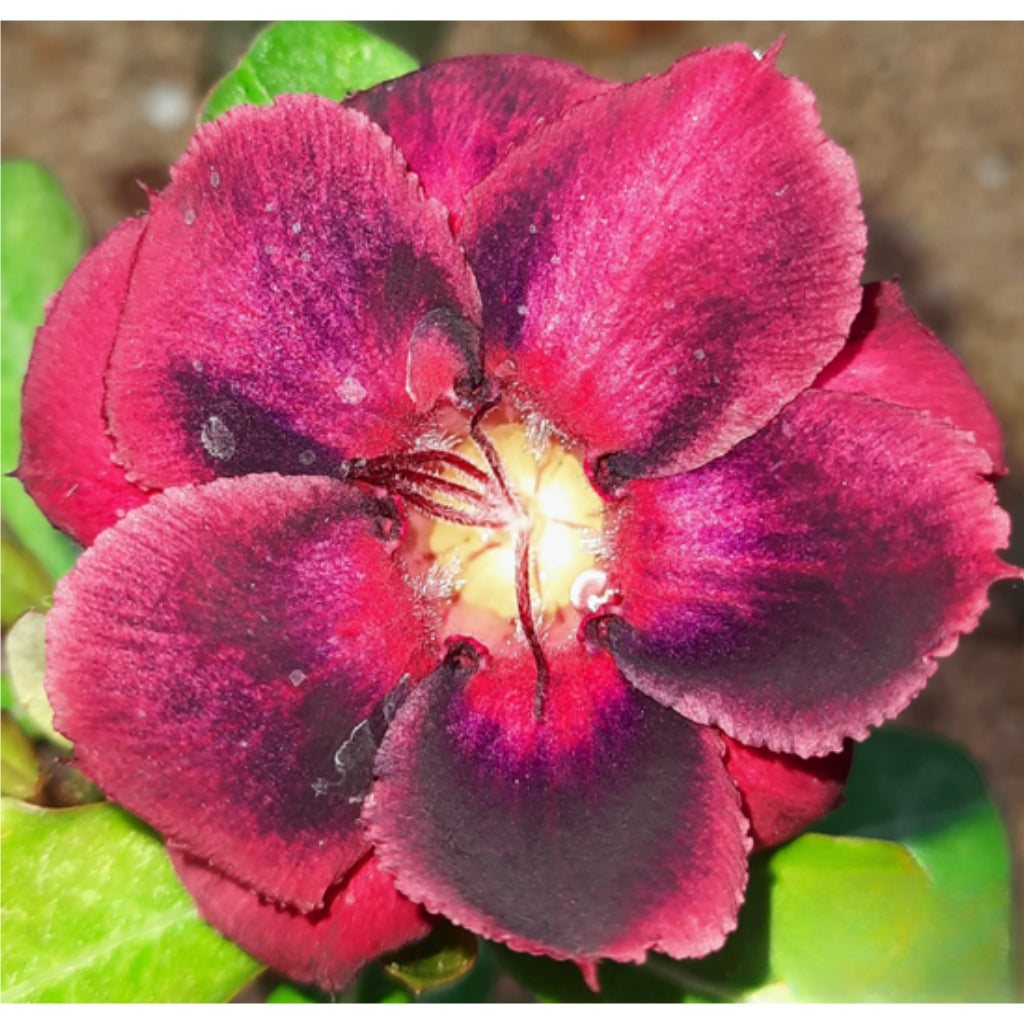 Adenium R174