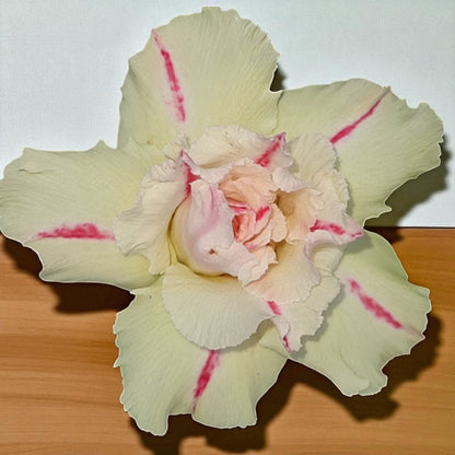 Adenium R175