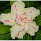 Adenium R175