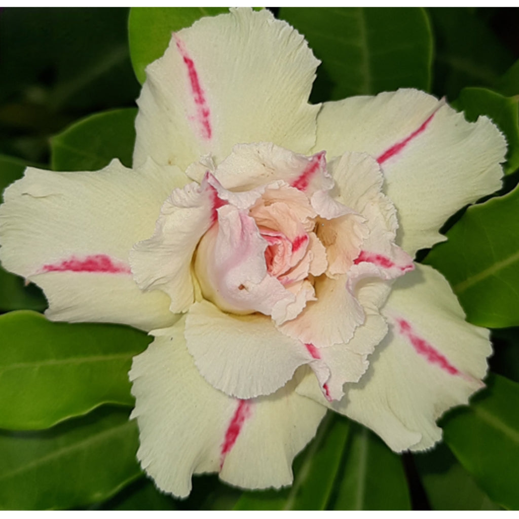 Adenium R175