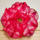 Adenium R177