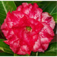 Adenium R177